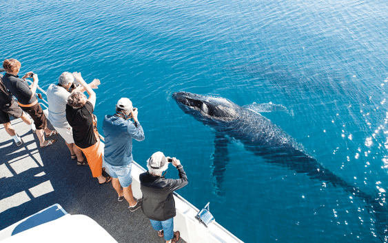 2016 Hervey Bay Whale Watch