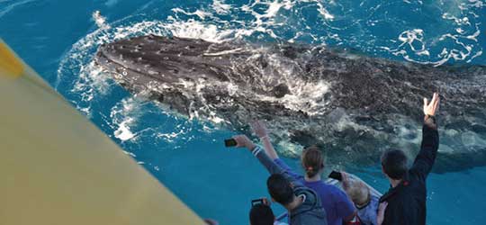 Hervey Bay Whale Watching