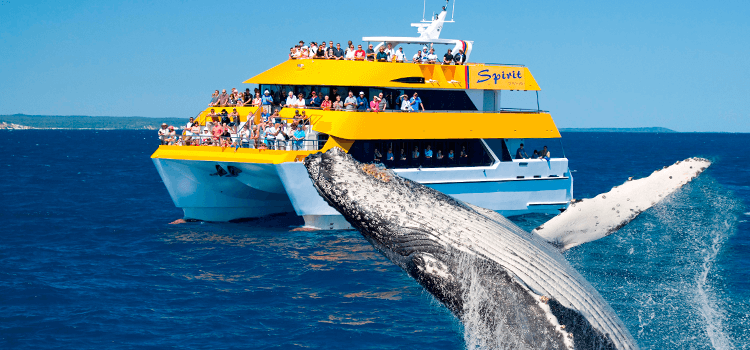 Whale Watching Tours departing from Hervey Bay