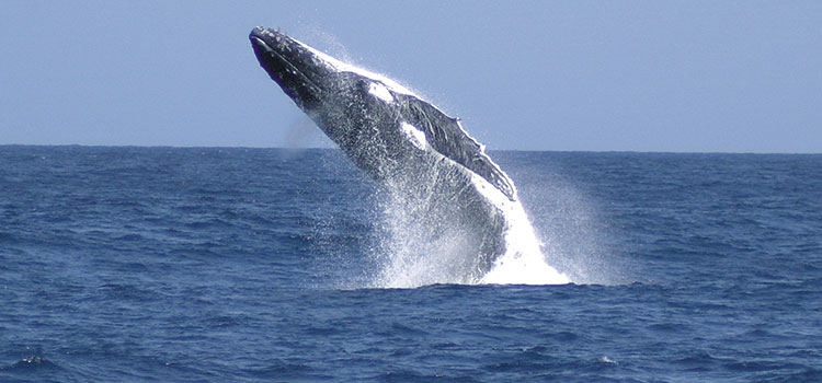 Tangalooma Whale Watch Tour