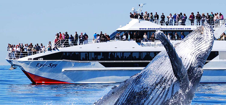 Brisbane Whale Watch Tours