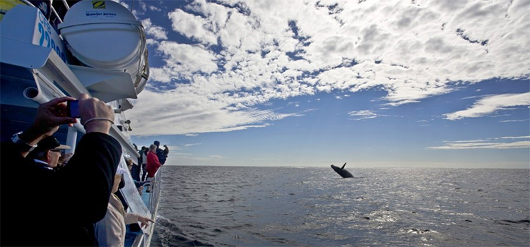 Coolangatta Whale Watch Cruise Gold Coast