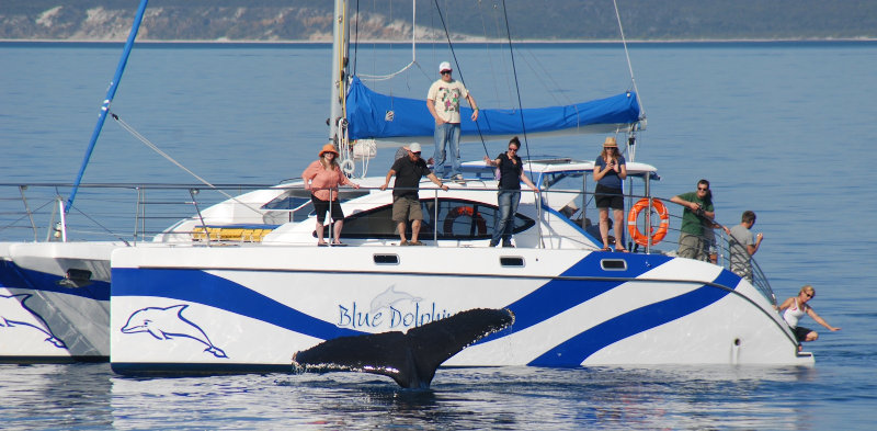 Whale Accommodation Package - Quarterdecks Hervey Bay plus Blue Dolphin