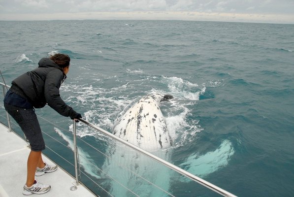 Whale Accommodation Package - Quarterdecks Hervey Bay plus Blue Dolphin