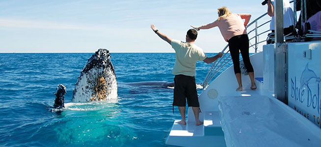 Hervey Bay Whale Tours Blue Dolphin Marine Tours