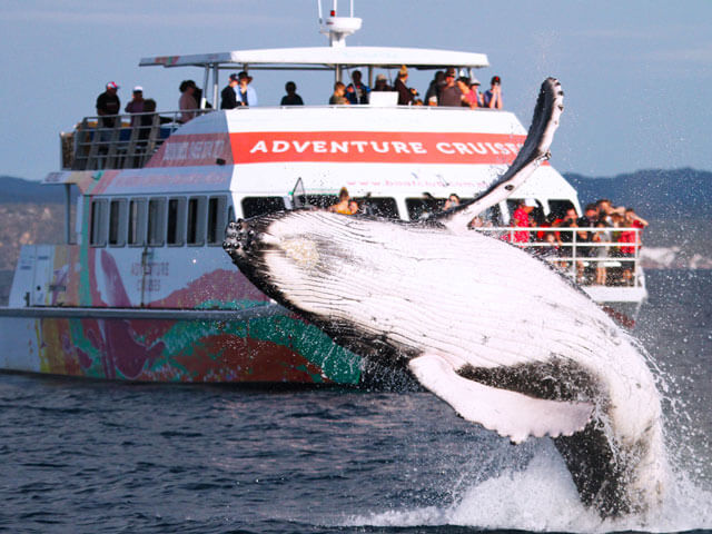 whale breaching Amaroo in background