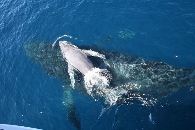 Humpback Whale watching - Brisbane Whale Watching