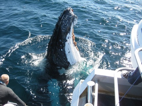 Coolangatta Whale Watch Gold Coast