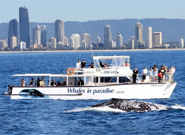 Whales In Paradise Whale Watch Vessel