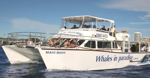 Whales In Paradise Whale Watch Vessel