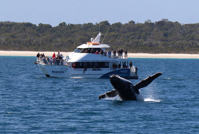 Whalesong Harvey Bay Whale Watching