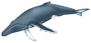 illustration of humpback whale