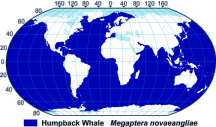 humpback whale range map